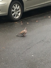 Streptopelia orientalis