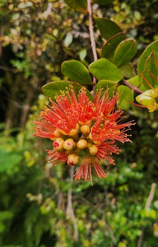 Scarlet rātā vine (Metrosideros fulgens)