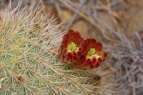 Russet Hedgehog Cactus (Echinocereus russanthus)