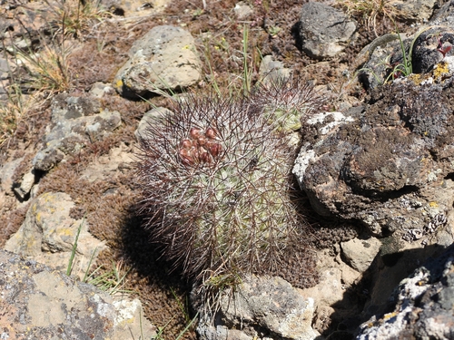 Columbia Plateau Cactus (Pediocactus nigrispinus)