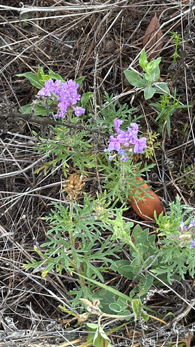 Dakota mock vervain (Glandularia bipinnatifida)