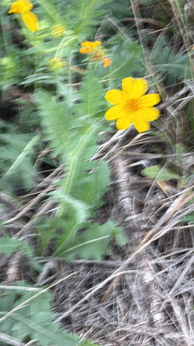 Engelmann daisy (Engelmannia peristenia)