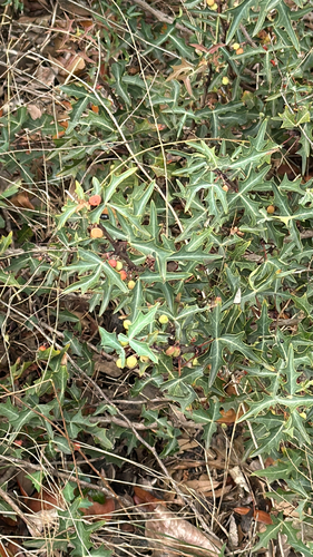 Agarita (Berberis trifoliolata)