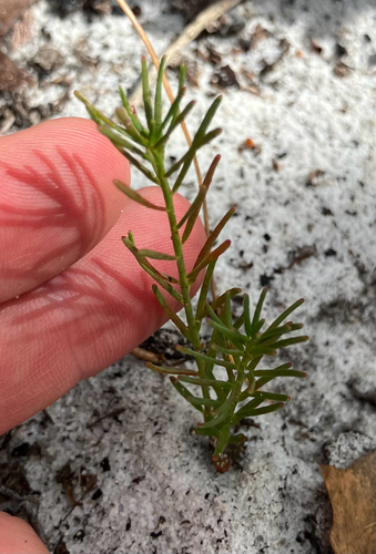 Lesser Florida Spurge (Euphorbia polyphylla)