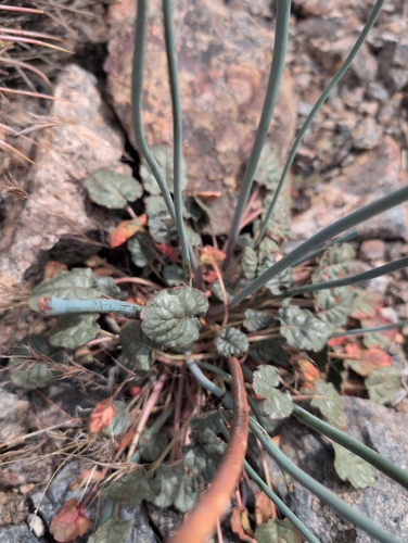 Desert Trumpet (Eriogonum inflatum)