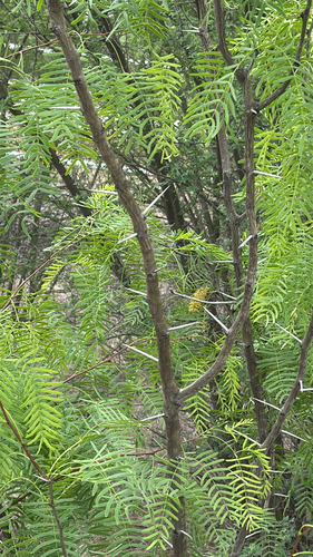 honey mesquite (Neltuma glandulosa)