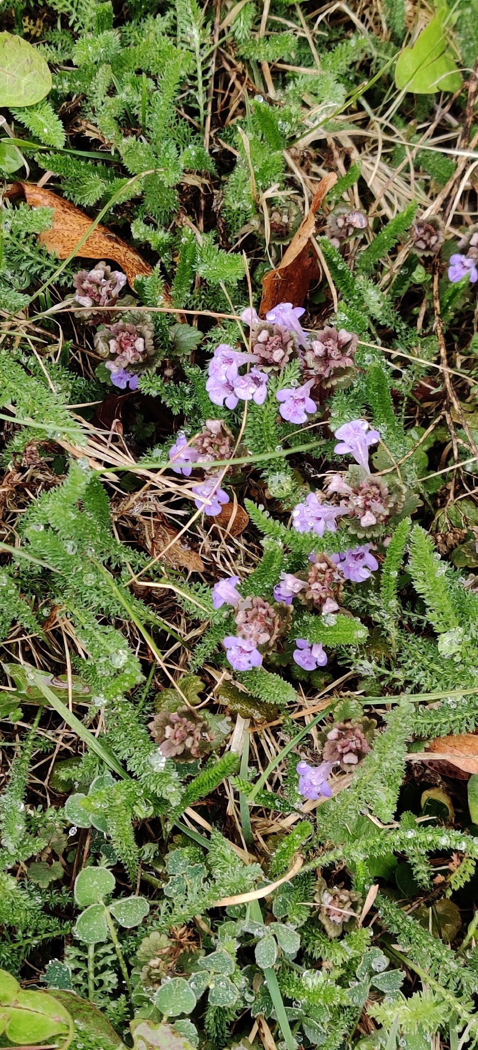 Ground-Ivy (Glechoma hederacea)
