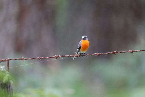 Flame Robin