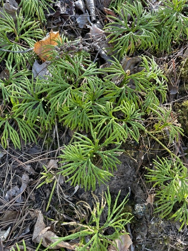 fan clubmoss (Diphasiastrum digitatum)