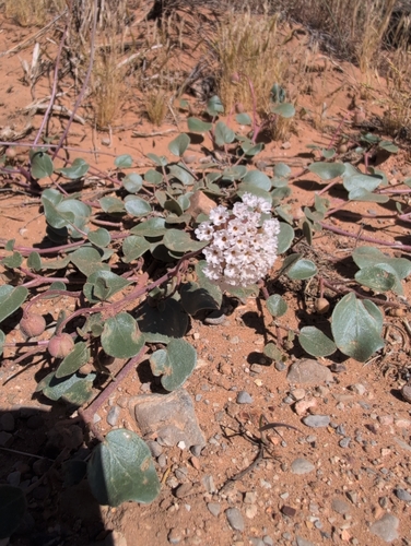 transmontane sand-verbena (Abronia turbinata)