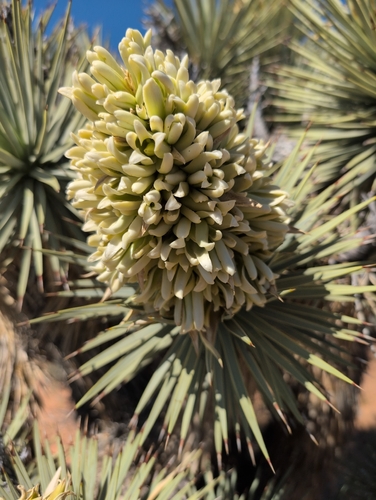 Eastern Joshua tree (Yucca jaegeriana)