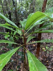 Anopterus macleayanus