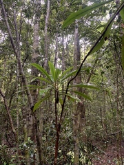 Anopterus macleayanus