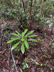 Anopterus macleayanus