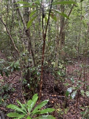 Anopterus macleayanus