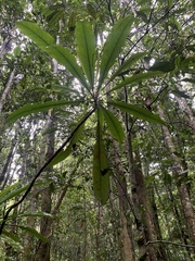 Anopterus macleayanus