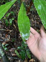 Anopterus macleayanus