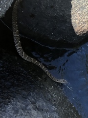 Xenodon rabdocephalus