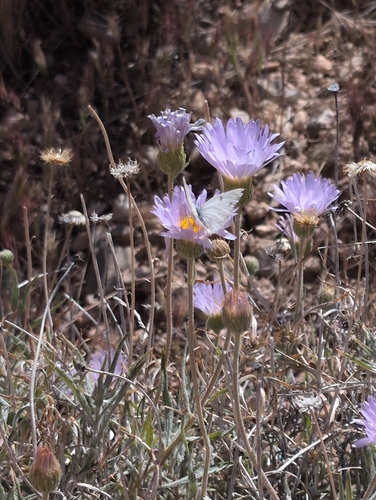 Mojave Woodyaster (Xylorhiza tortifolia)