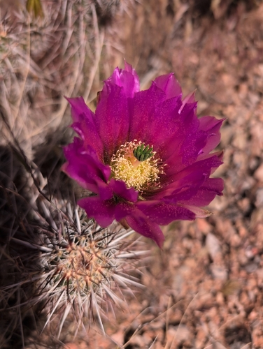 Engelmann's Hedgehog Cactus (Echinocereus engelmannii)