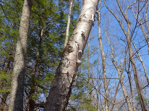 Paper Birch (Betula papyrifera)