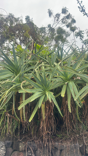 Aloe arborescens observed 2026-04-10