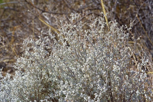 Leucophyllum candidum (Leucophyllum candidum)