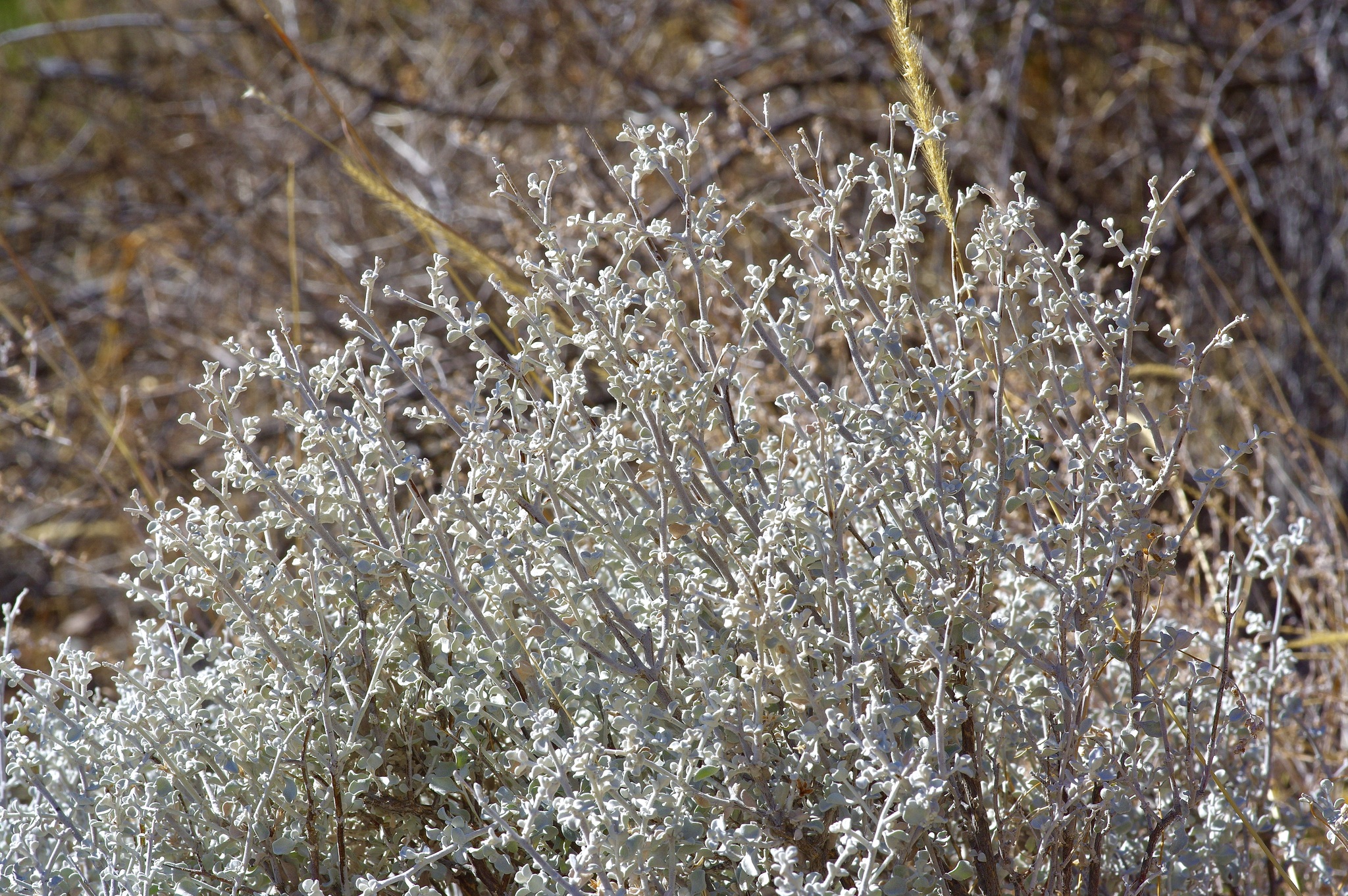 Leucophyllum Candidum (Leucophyllum candidum)