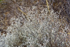 Cotin D'argent (Leucophyllum candidum)
