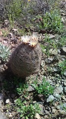 Echinomastus intertextus dasyacanthus