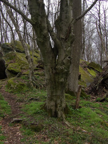 American Beech (Fagus grandifolia)