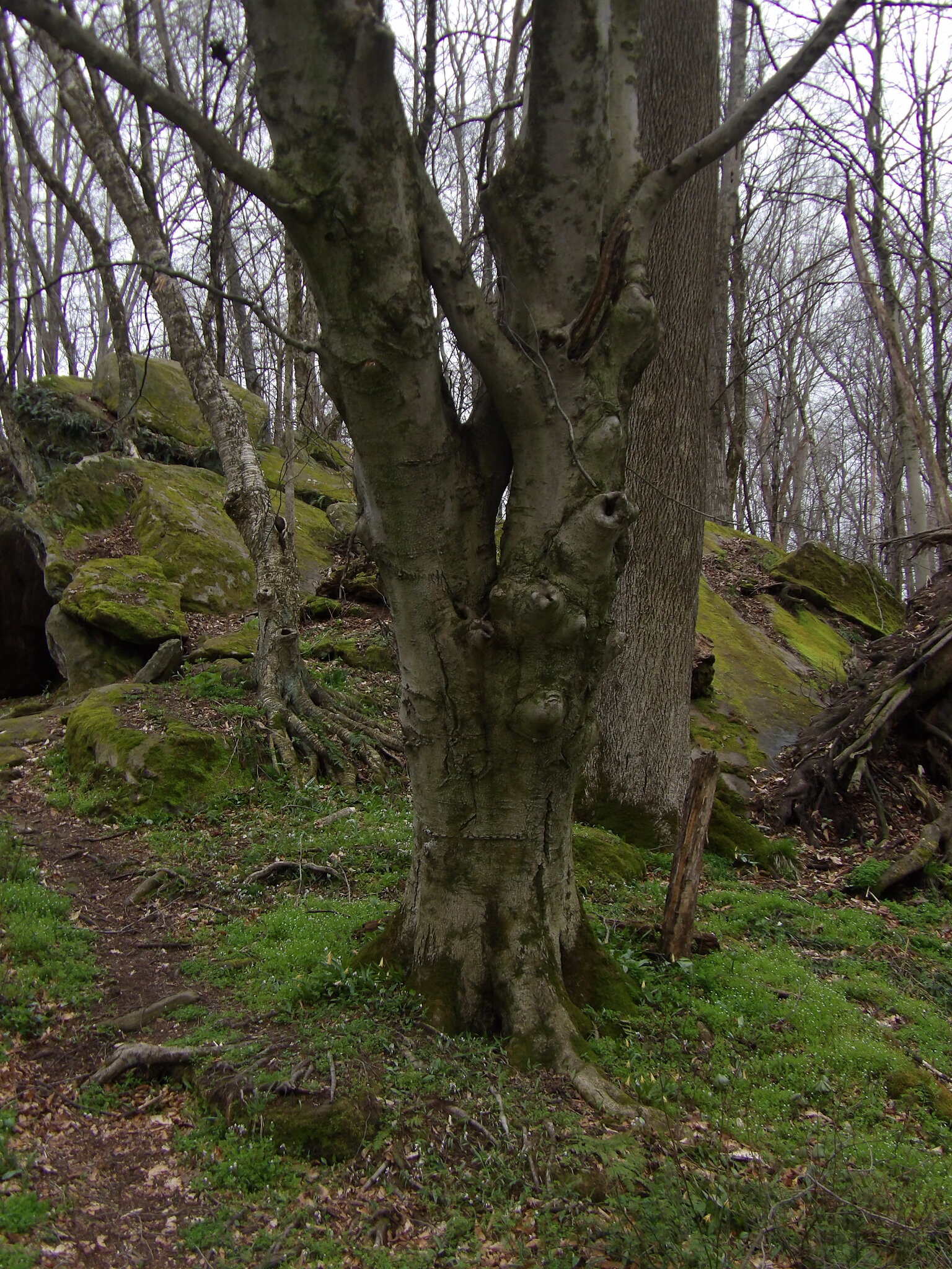 American Beech (Fagus grandifolia)