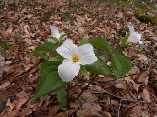 large white trillium (Trillium grandiflorum)