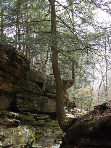 Eastern Hemlock (Tsuga canadensis)