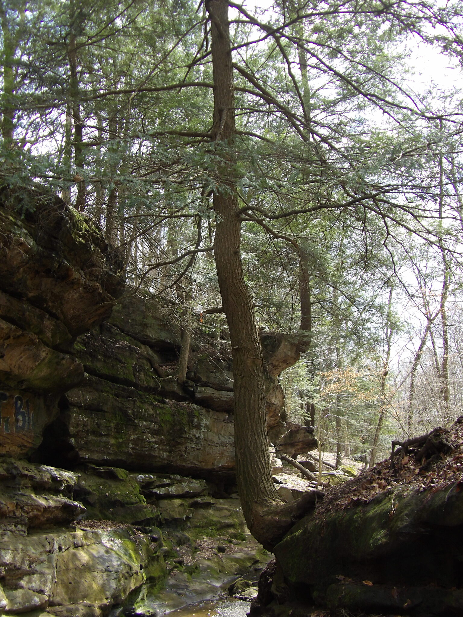 Eastern Hemlock (Tsuga canadensis)