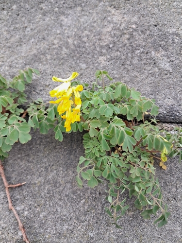 Yellow Fumitory (Pseudofumaria lutea)