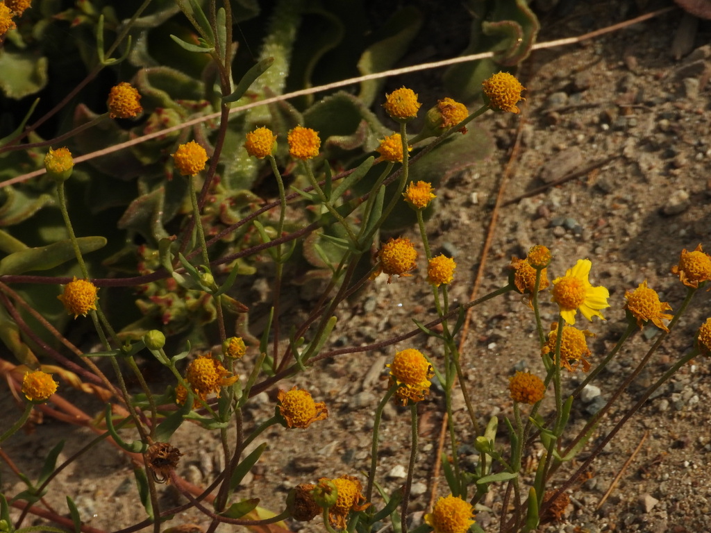common goldfields from Tijuana River Valley Regional Park (Bird and ...