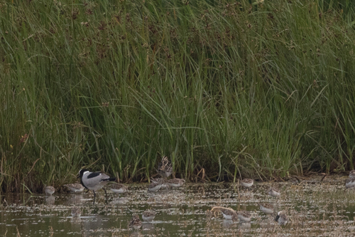 iNaturalist image