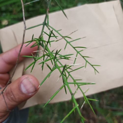Thorny Anchor Plant (Colletia hystrix)