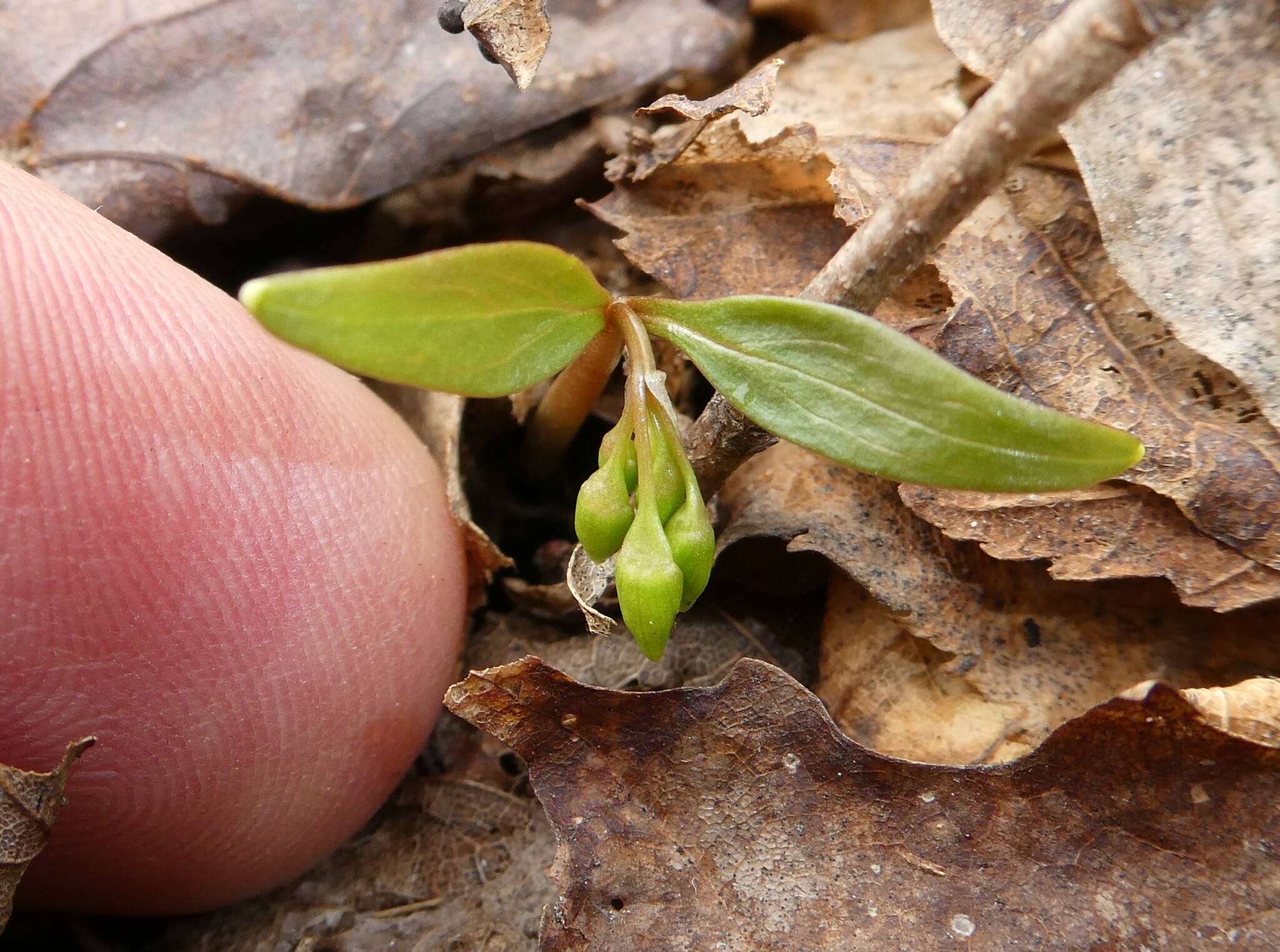 Carolina Springbeauty (Claytonia caroliniana)