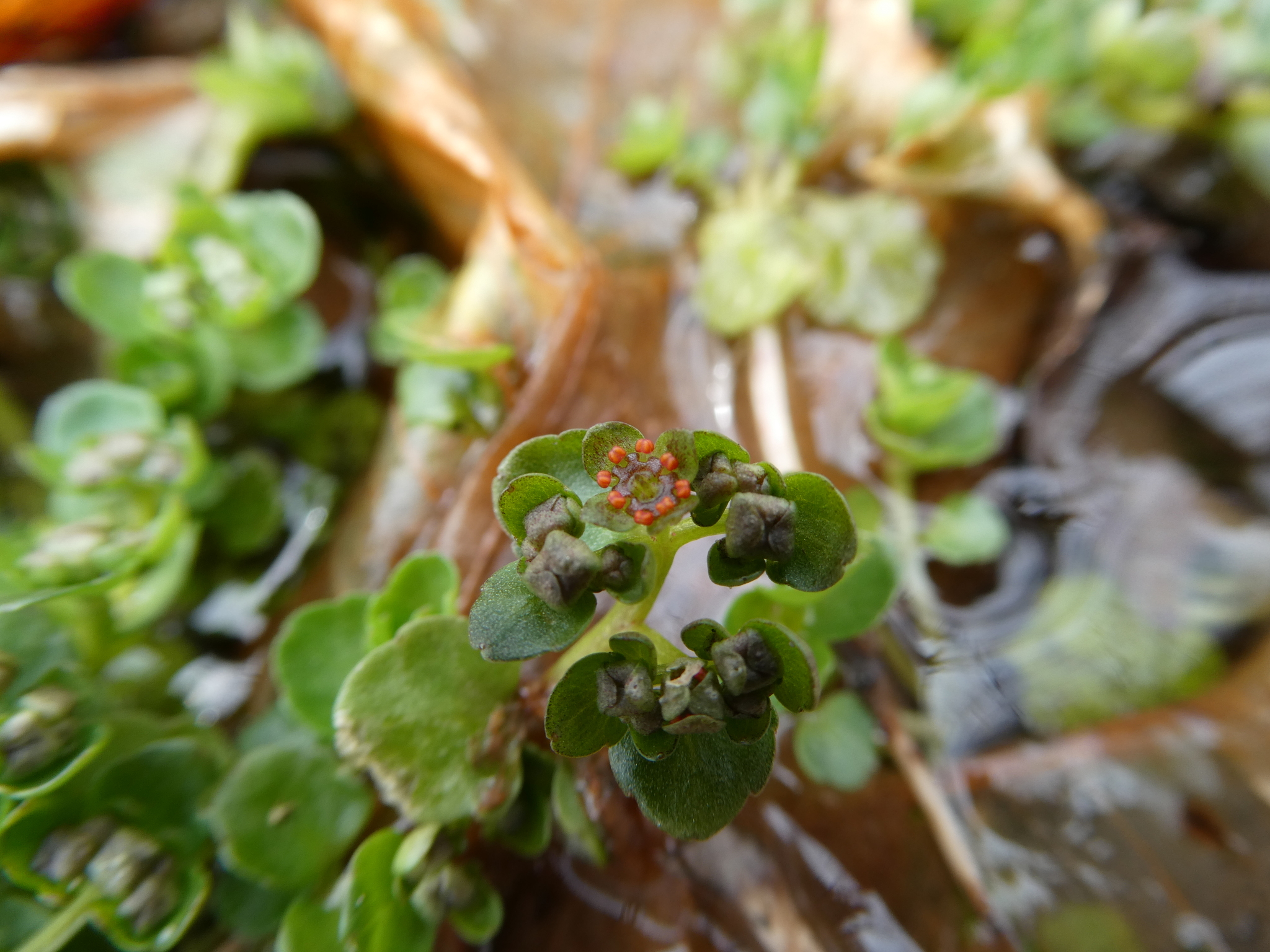 American Golden Saxifrage (Chrysosplenium americanum)