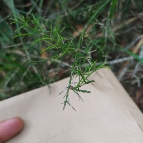 Colletia hystrix, photograph 6