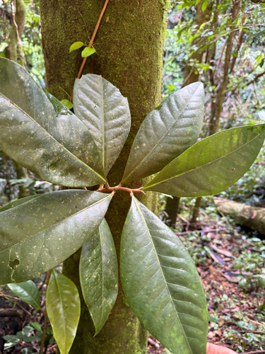 Persea urbaniana