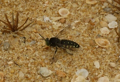 Stictia