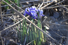 Iris reticulata