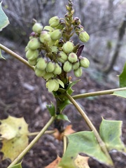 Berberis × hortensis
