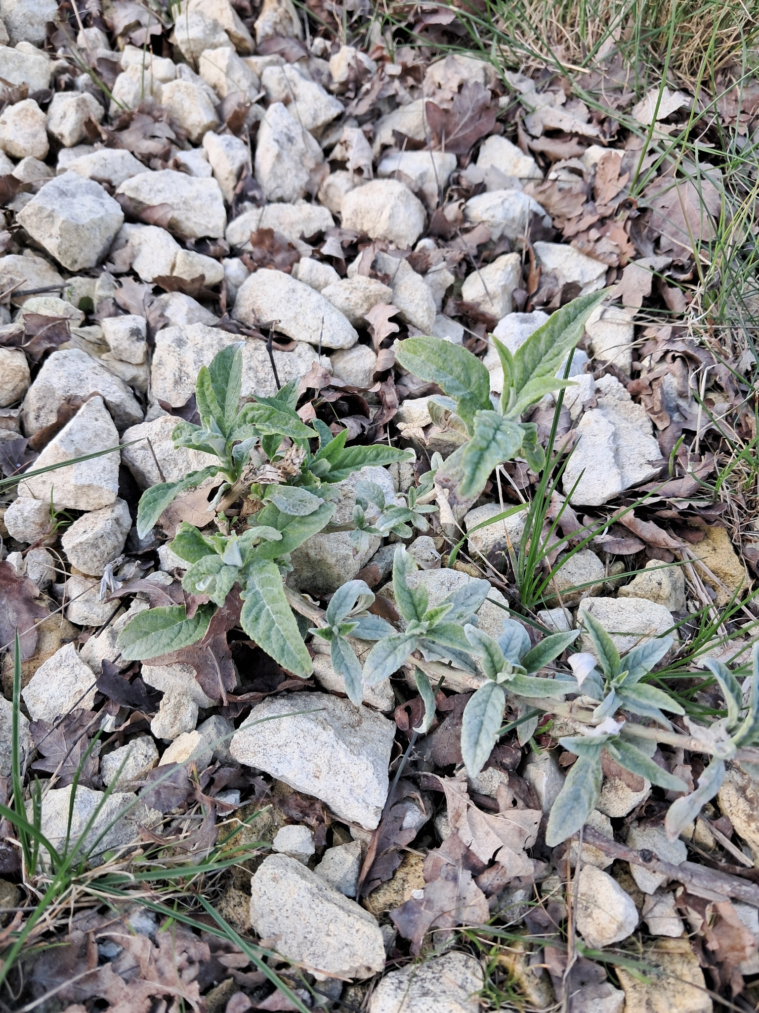 Butterfly Bush (Buddleja davidii)