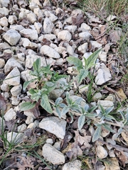 Arbuste Aux Papillons (Buddleja davidii)