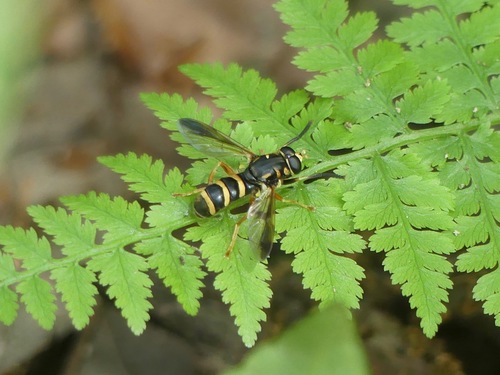 Three-lined Falsehorn photo 2