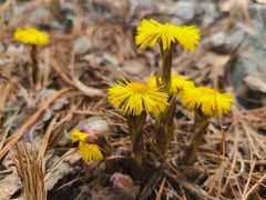 Tussilage (Tussilago farfara)